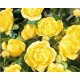 Троянда Голден Шоверс (Роза Golden Showers)